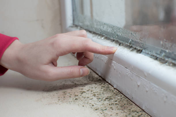 Best Mold Remediation for Healthcare Facilities  in , MI