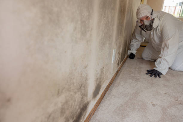 Best Residential Mold Inspection & Testing  in , MI